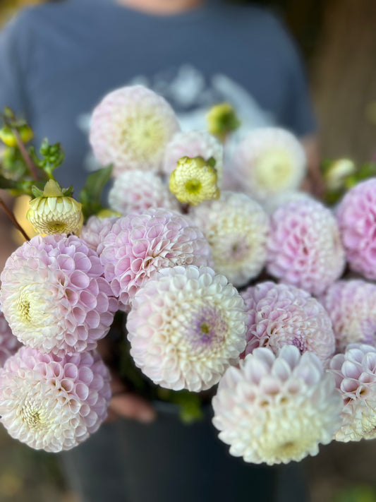 White and Cream and Pale Pink Irish Candy Dahlia Tuber from Triple Wren Farms