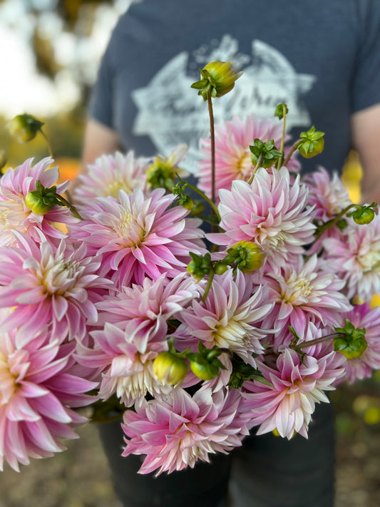 Alloway Candy dahlia tubers from Triple Wren Farms