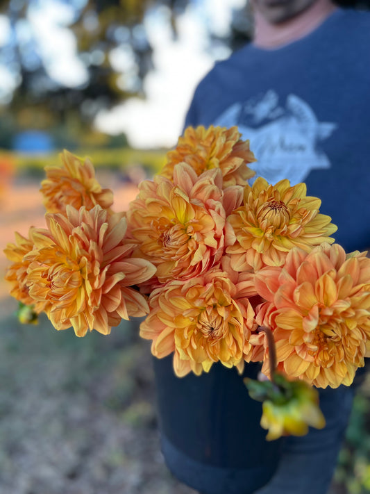 Arctic Gold dahlia tubers from Triple Wren Farms