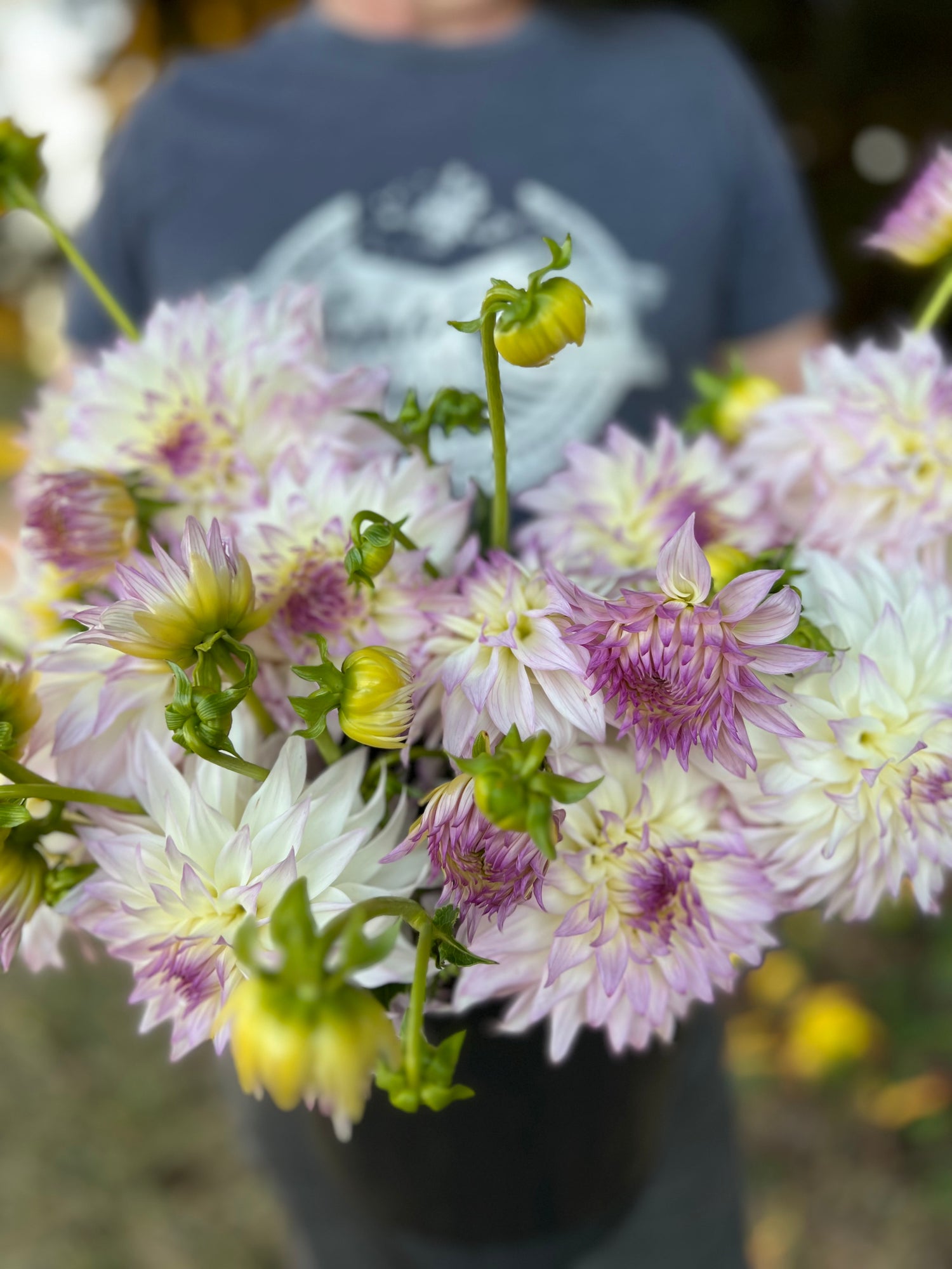 Bloomquist Sterling Dahlia Tubers from Triple Wren Farms