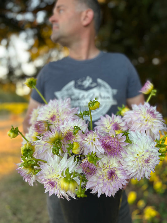 Plum and Purple and White Bloomquist Sterling Dahlia Tubers from Triple Wren Farms