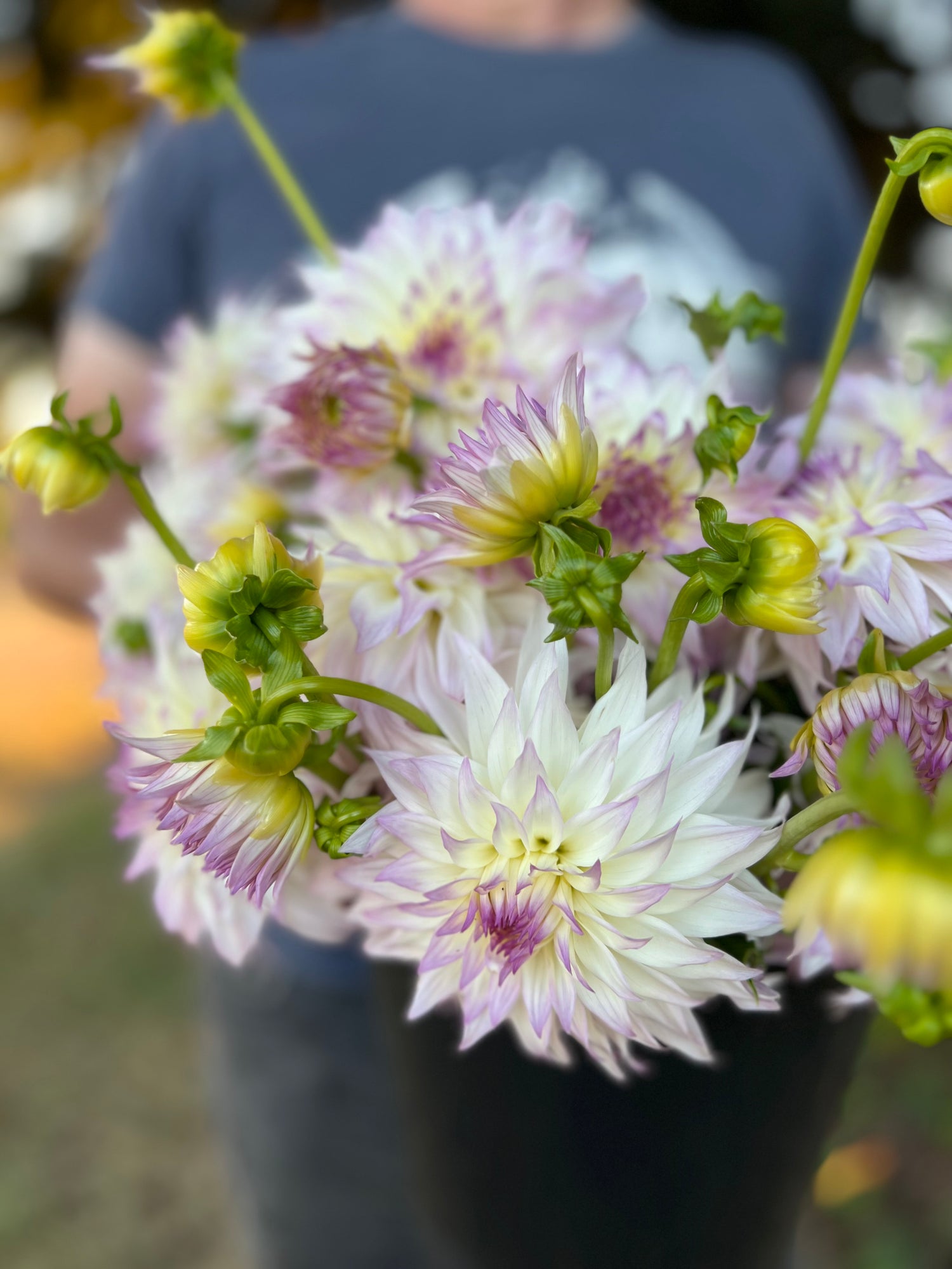 Buy Bloomquist Sterling Dahlia Tubers from Triple Wren Farms for your home garden