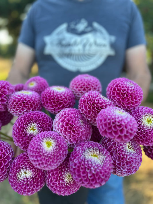 Ms Debbie Dahlia Tubers from Triple Wren Farms