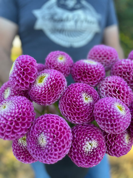 Purple and Plum and Lavender and White Ms Debbie Dahlia Tubers from Triple Wren Farms