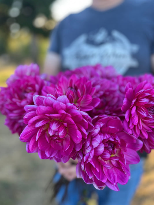 Sandia Lillian Dahlia Tuber