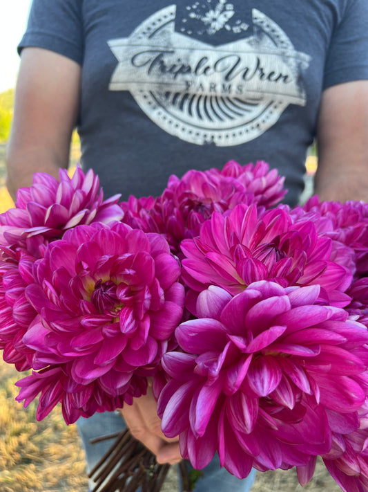 Sandia Lillian Dahlia Tuber