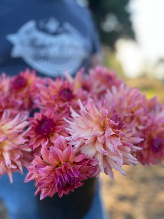 Peach and Coral and Purple and Pink and Pale Pink Just Peachy Dahlia Tuber from Triple Wren Farms