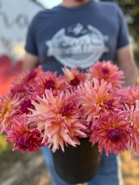 Just Peachy Dahlia Tuber from Triple Wren Farms