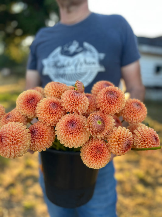 Ms Honey Dahlia Tubers from Triple Wren Farms