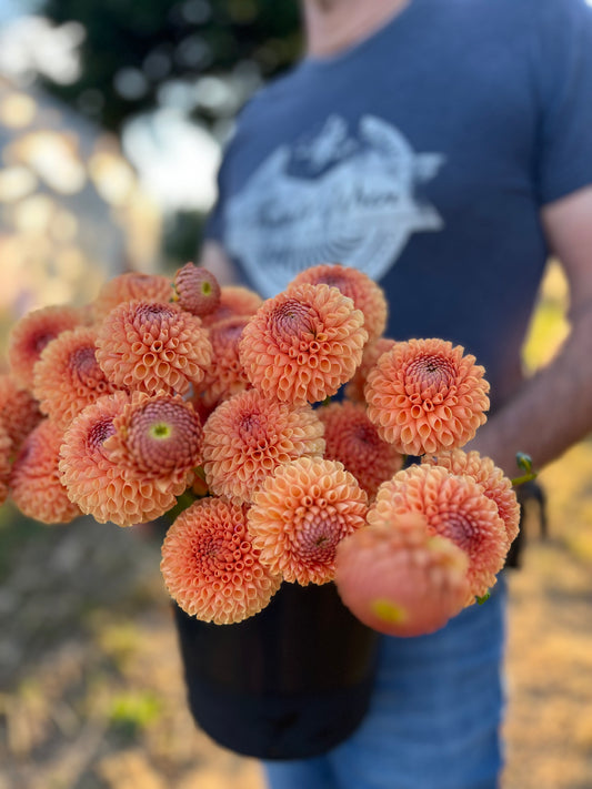 Orange and Burnt Orange and Peach Ms Honey Dahlia Tubers from Triple Wren Farms