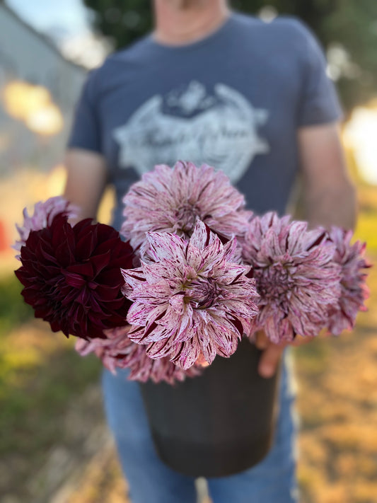 Sandia Boogie Dahlia Tuber