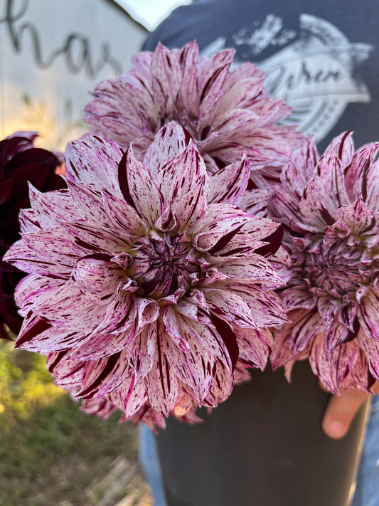 Sandia Boogie Dahlia Tuber