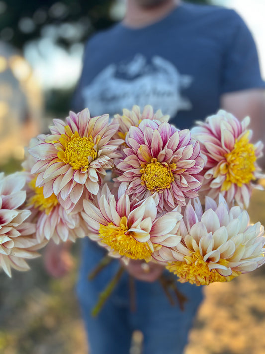 White and Cream and Plum and Purple Polka Dahlia Tubers from Triple Wren Farms