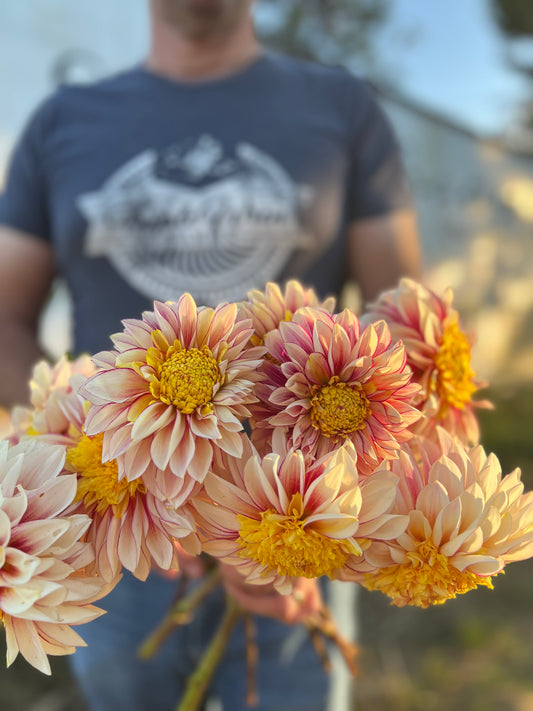 Polka Dahlia Tubers from Triple Wren Farms