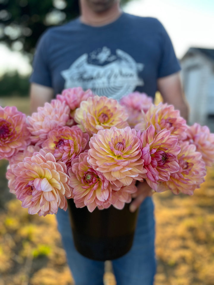 All Dahlia Tubers – Page 14 – Triple Wren Farms