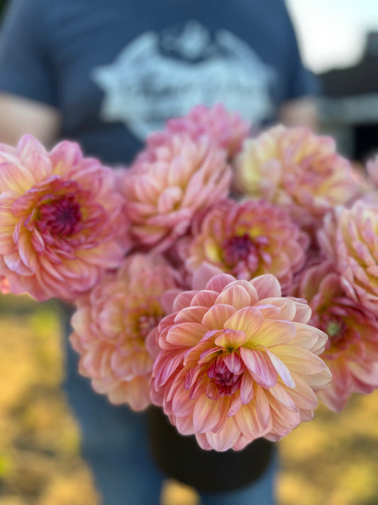Sandia Bliss Dahlia Tuber