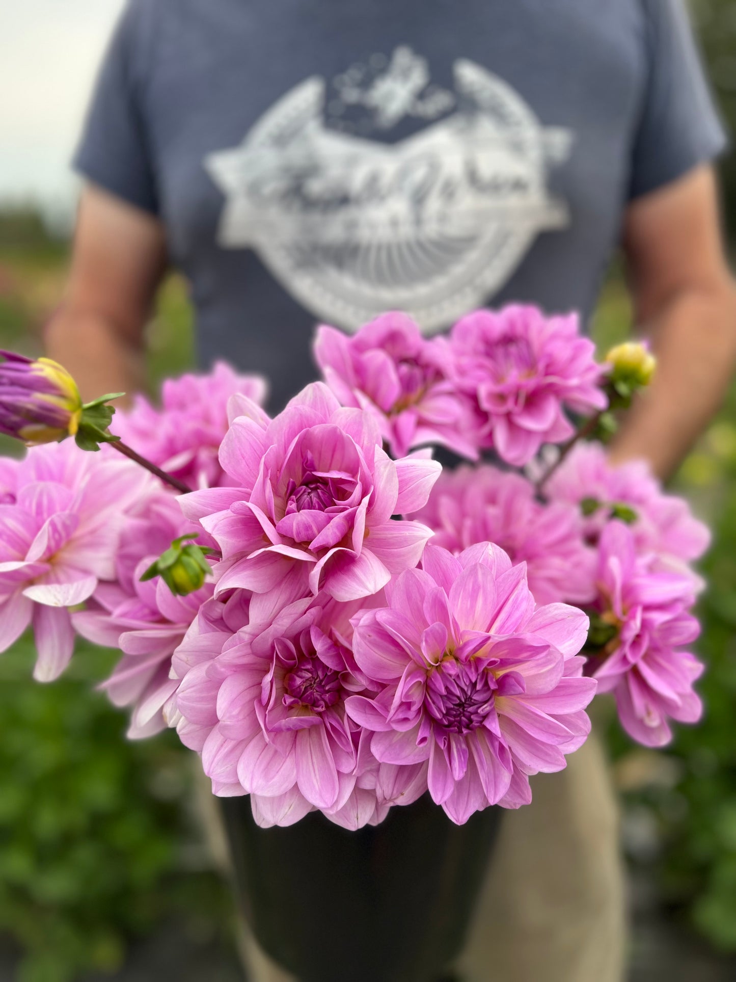 Tubercule de dahlia Sandia Shomei