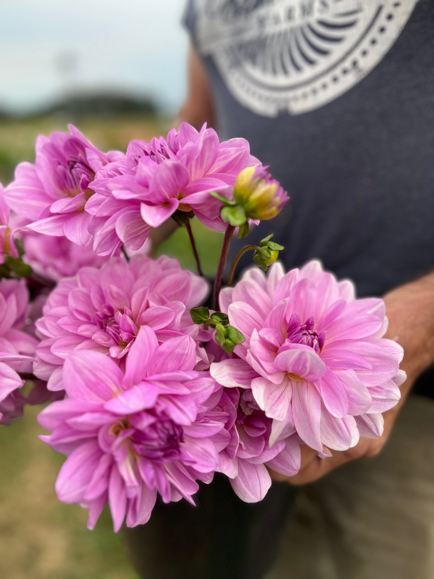 Tubercule de dahlia Sandia Shomei