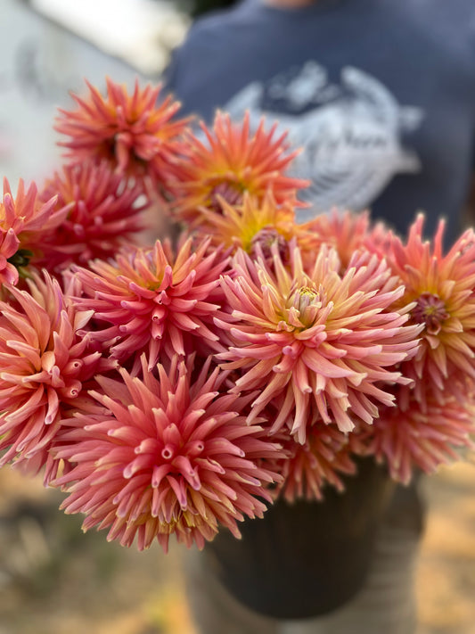Bloomquist Dreamer dahlia tubers from Triple Wren Farms for your home garden