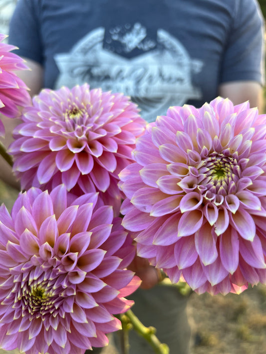 Bloomquist Essence Light Purple  Dahlia photo Tissue Culture Rooted Cutting