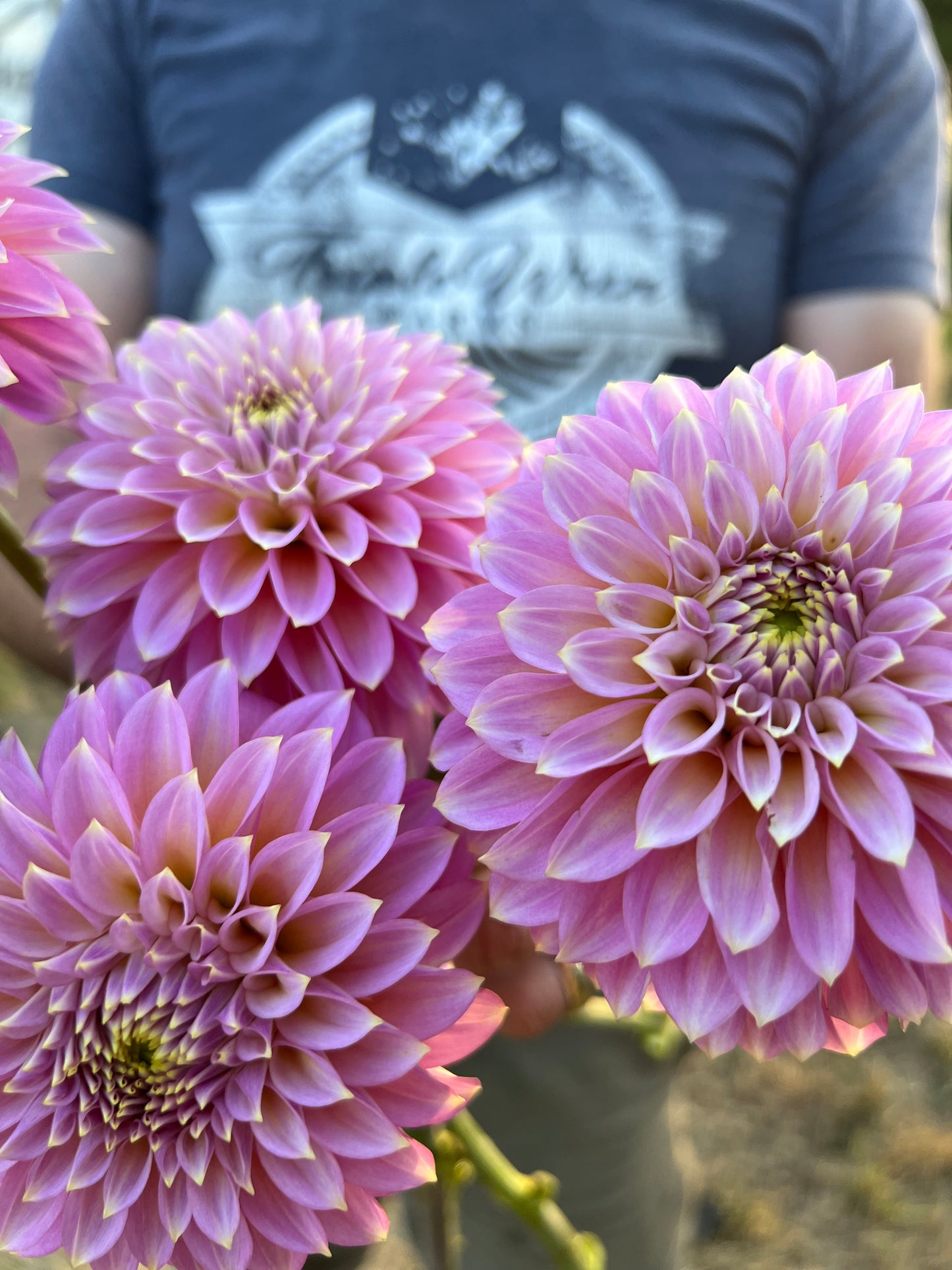 Bloomquist Essence Light Purple  Dahlia photo Tissue Culture Rooted Cutting