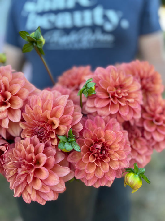 Pink and Peach and Coral Bloomquist Philly dahlia tubers from Triple Wren Farms