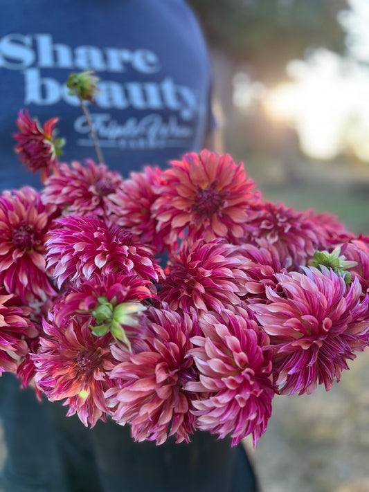 Coral and Red and Scarlet and Pink and Light Pink and Purple Vista Minnie Dahlia Tubers from Triple Wren Farms