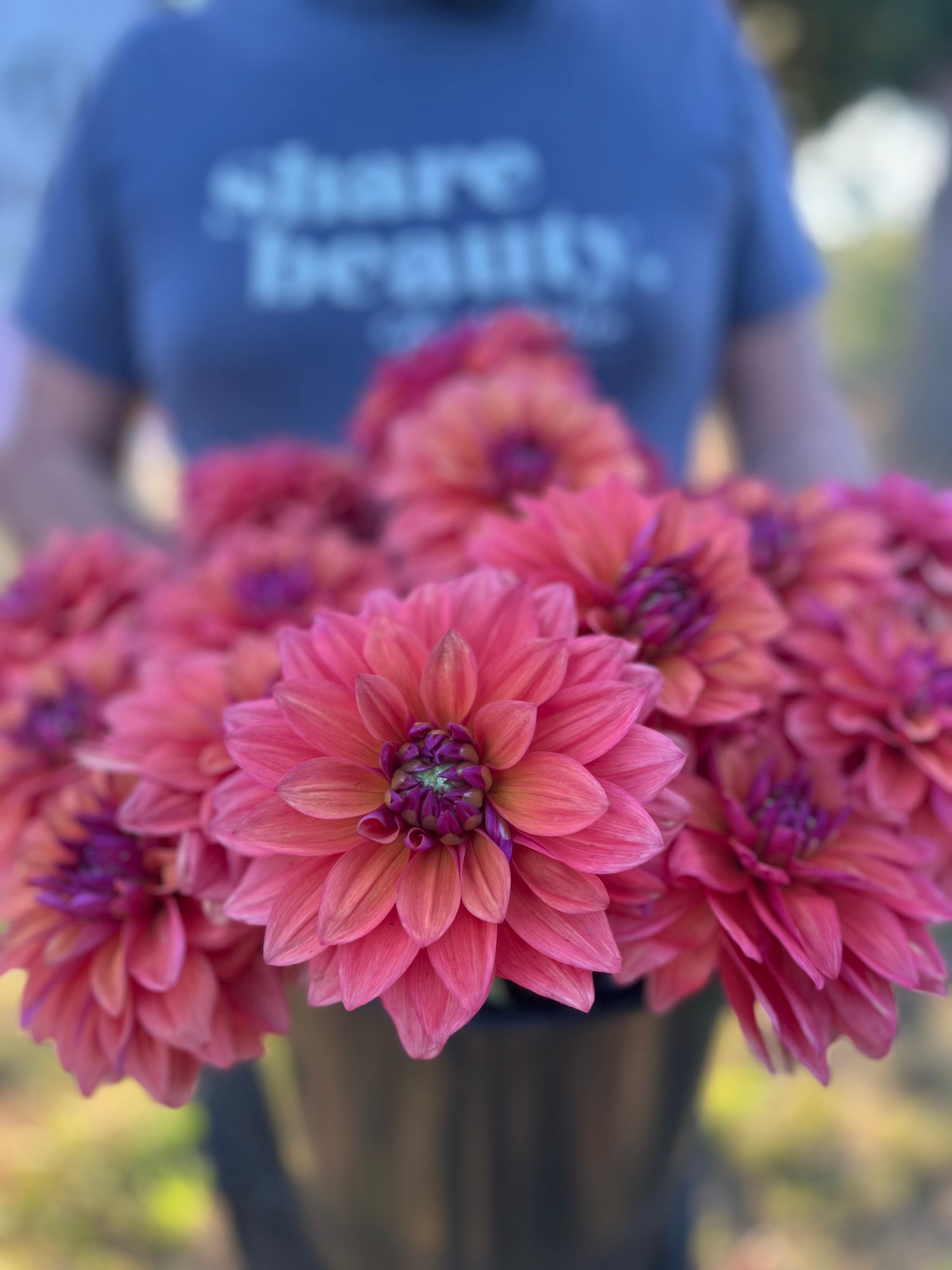 buy American Dawn dahlia tubers from Triple Wren Farms for your home garden