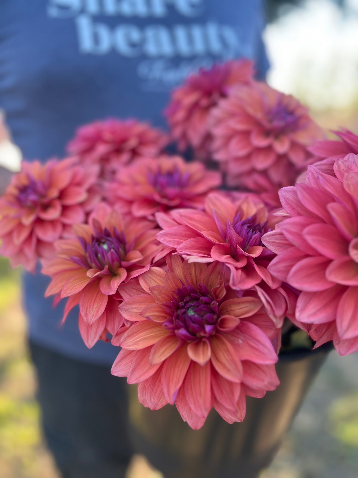 Coral and Raspberry and Plum dahlia tubers American Dawn from Triple Wren Farms