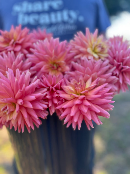 Pink and orange and coral and peach Bloomquist Love dahlia tubers from Triple Wren Farms