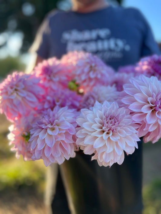 Bloomquist Compare dahlia tubers from Triple Wren Farms