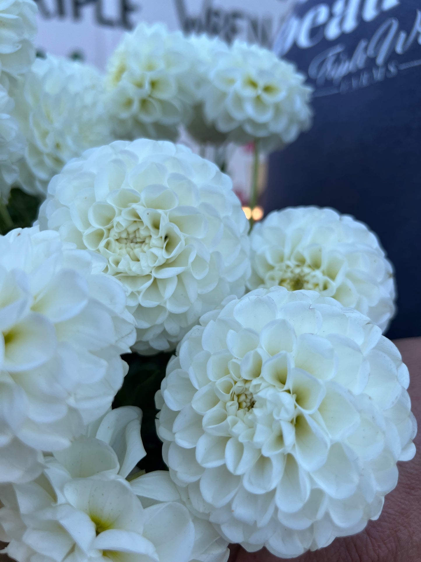 White Orsett Beauty Dahlia Tubers from Triple Wren Farms