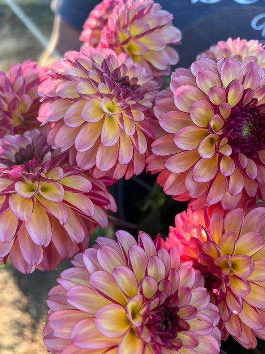 Plum and Purple and Pink and Pale Pink and yellow Foxy Lady Dahlia Tuber from Triple Wren Farms