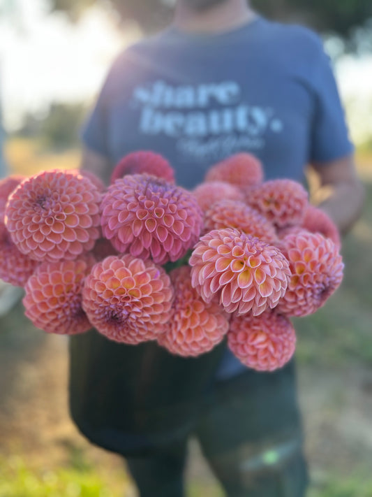 Jowey Winnie Dahlia Tuber from Triple Wren Farms