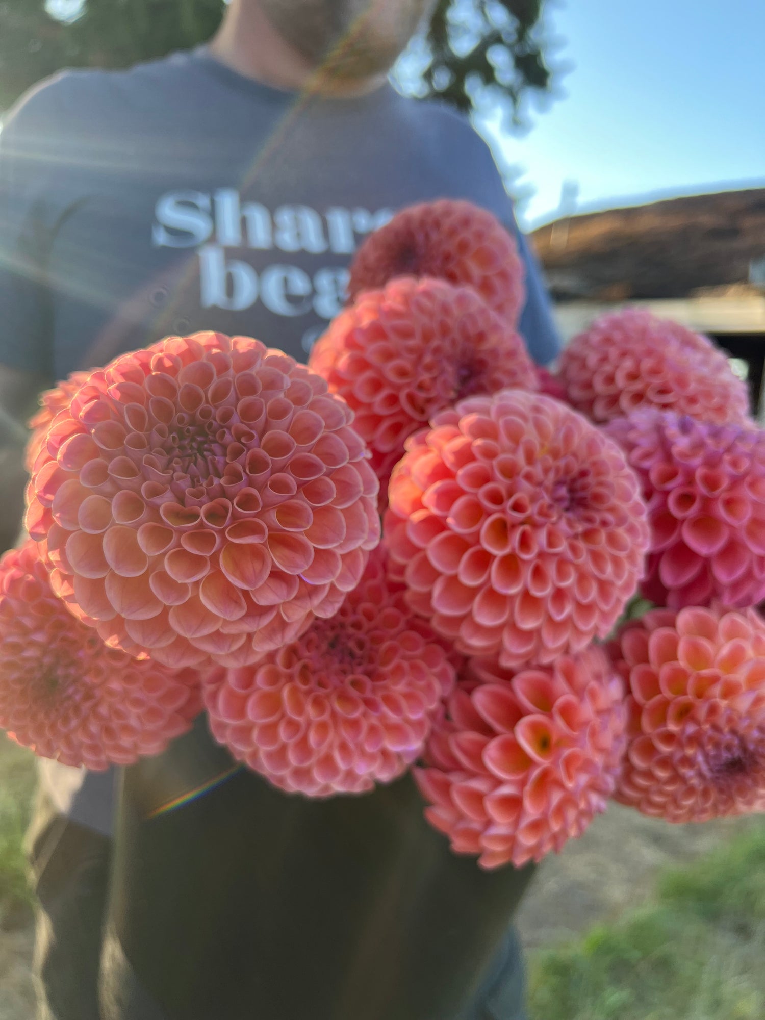 Pink and Coral and Peach Jowey Winnie Dahlia Tuber from Triple Wren Farms 