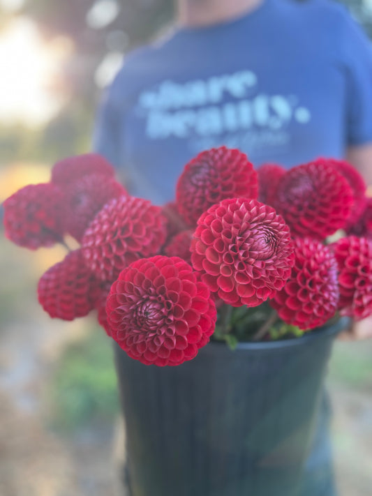 Cornel Dahlia Tuber from Triple Wren Farms