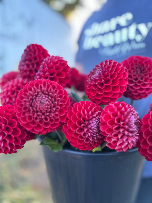 Red and Scarlet and White-tipped Cornel Dahlia Tuber from Triple Wren Farms