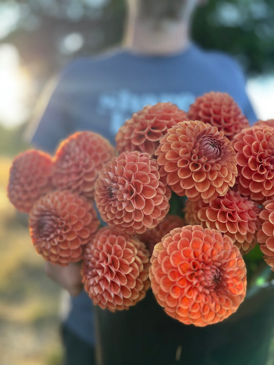 Cornel Bronze Dahlia Tuber from Triple Wren Farms