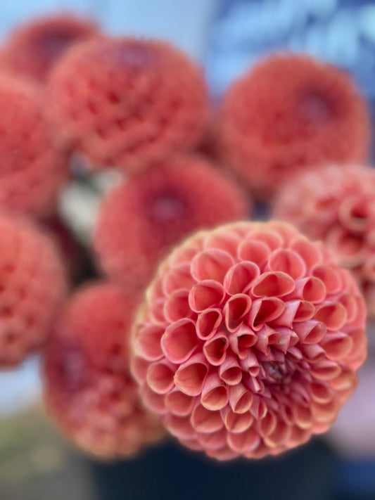 Orange and Peach and Pale Yellow Cornel Bronze Dahlia Tuber from Triple Wren Farms