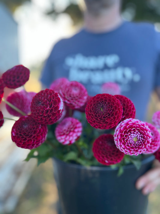 Chick A Dee Dahlia Tuber from Triple Wren Farms