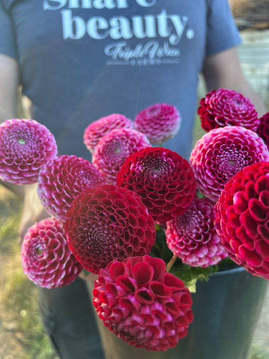 Red and Crimson and Purple and Magenta and white Chick A Dee Dahlia Tuber from Triple Wren Farms