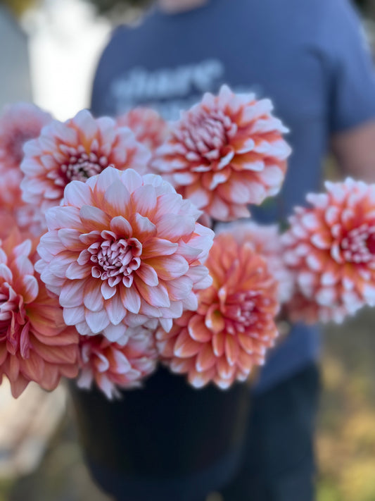 White and Coral dahlia tubers A la mode from Triple Wren Farms