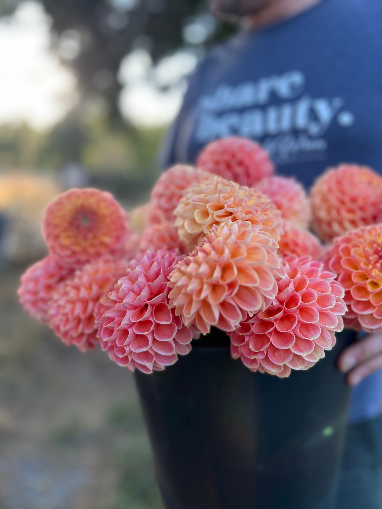 Crichton Honey Dahlia Tuber