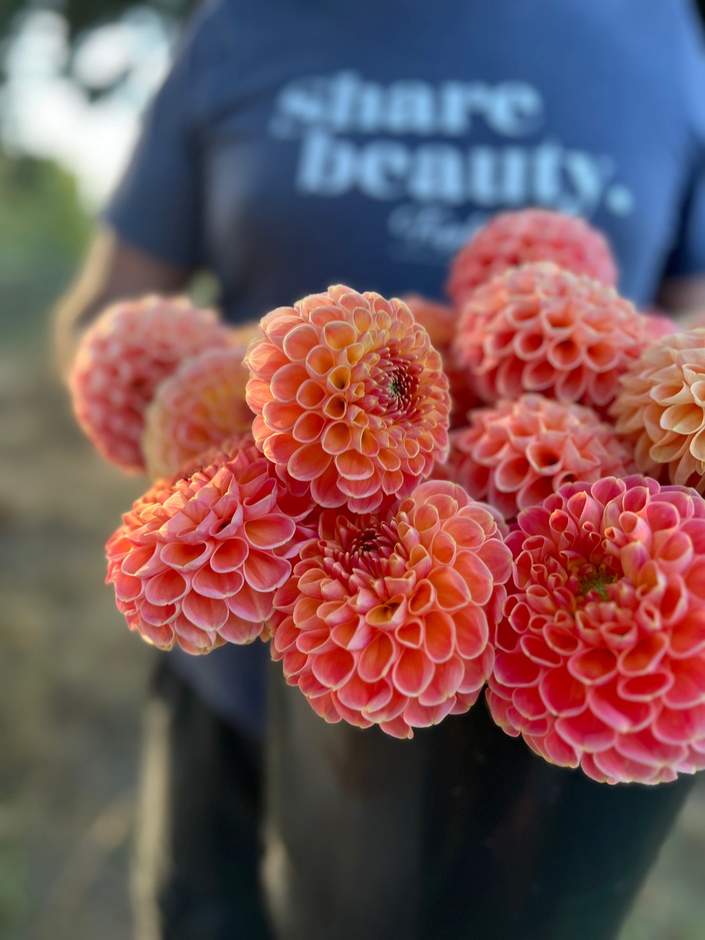 Crichton Honey Dahlia Tuber