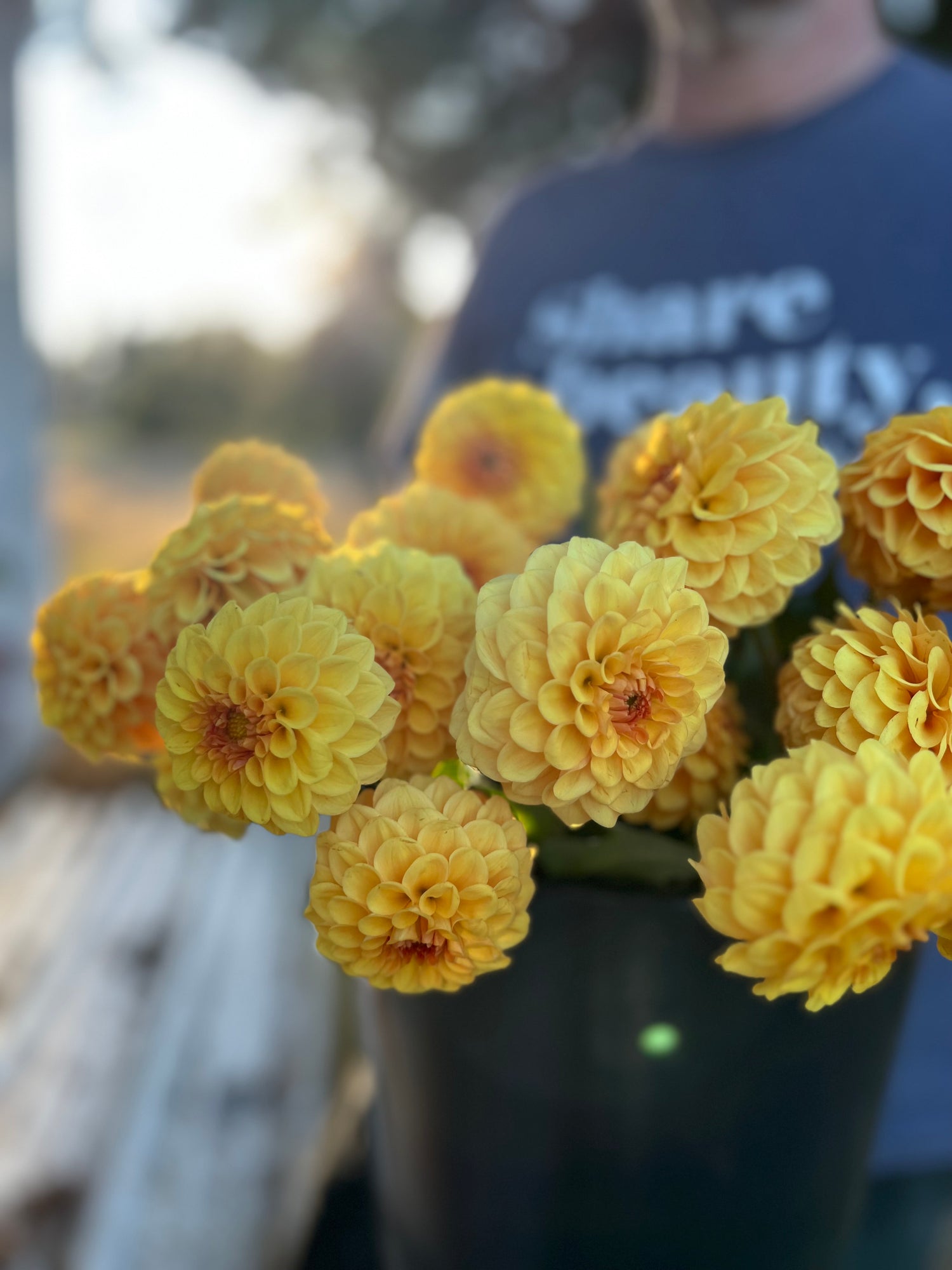 buy Golden Scepter Dahlia Tuber from Triple Wren Farms for your home garden