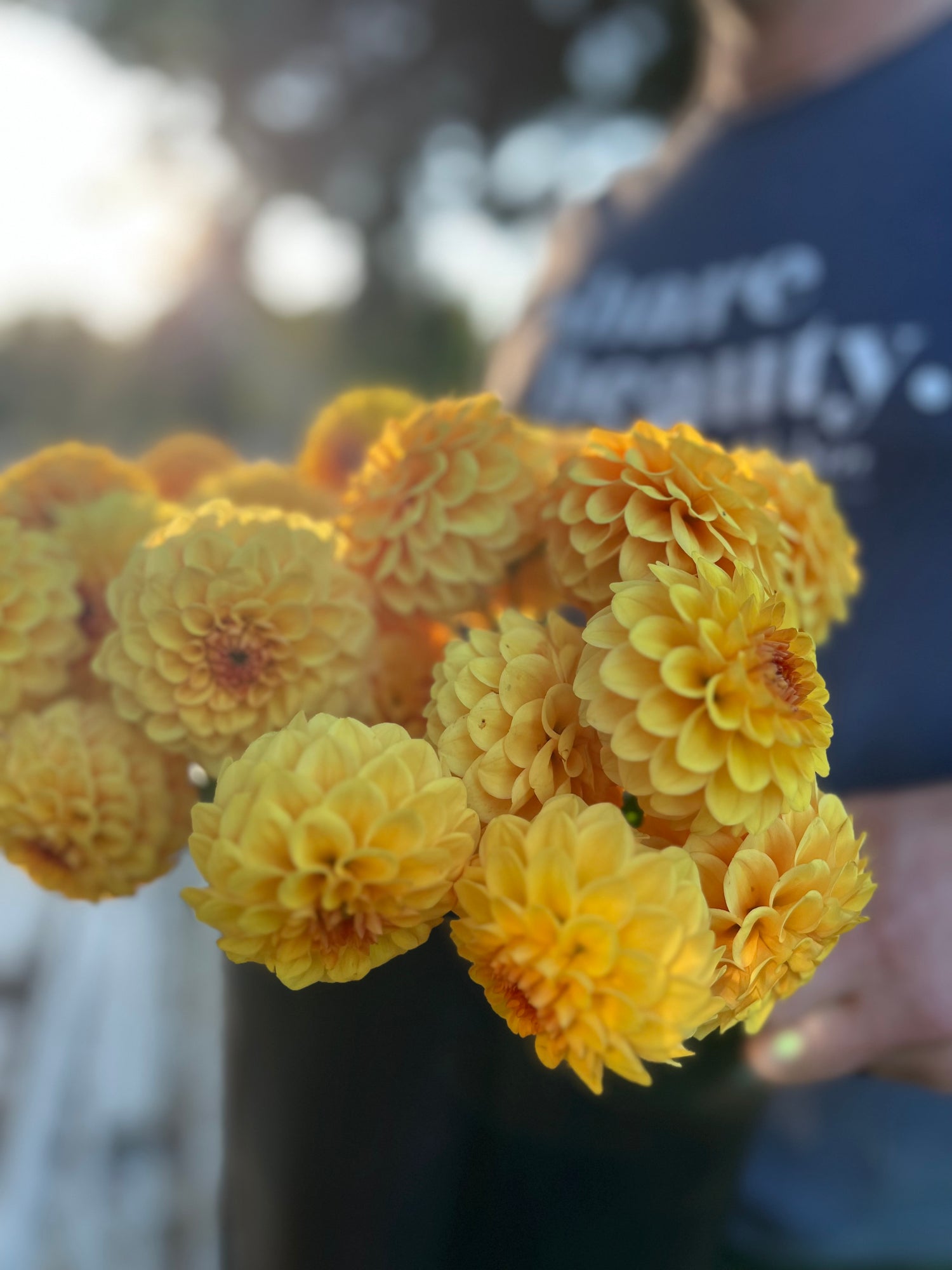 Golden and Yellow and Honey and Golden Scepter Dahlia Tuber from Triple Wren Farms