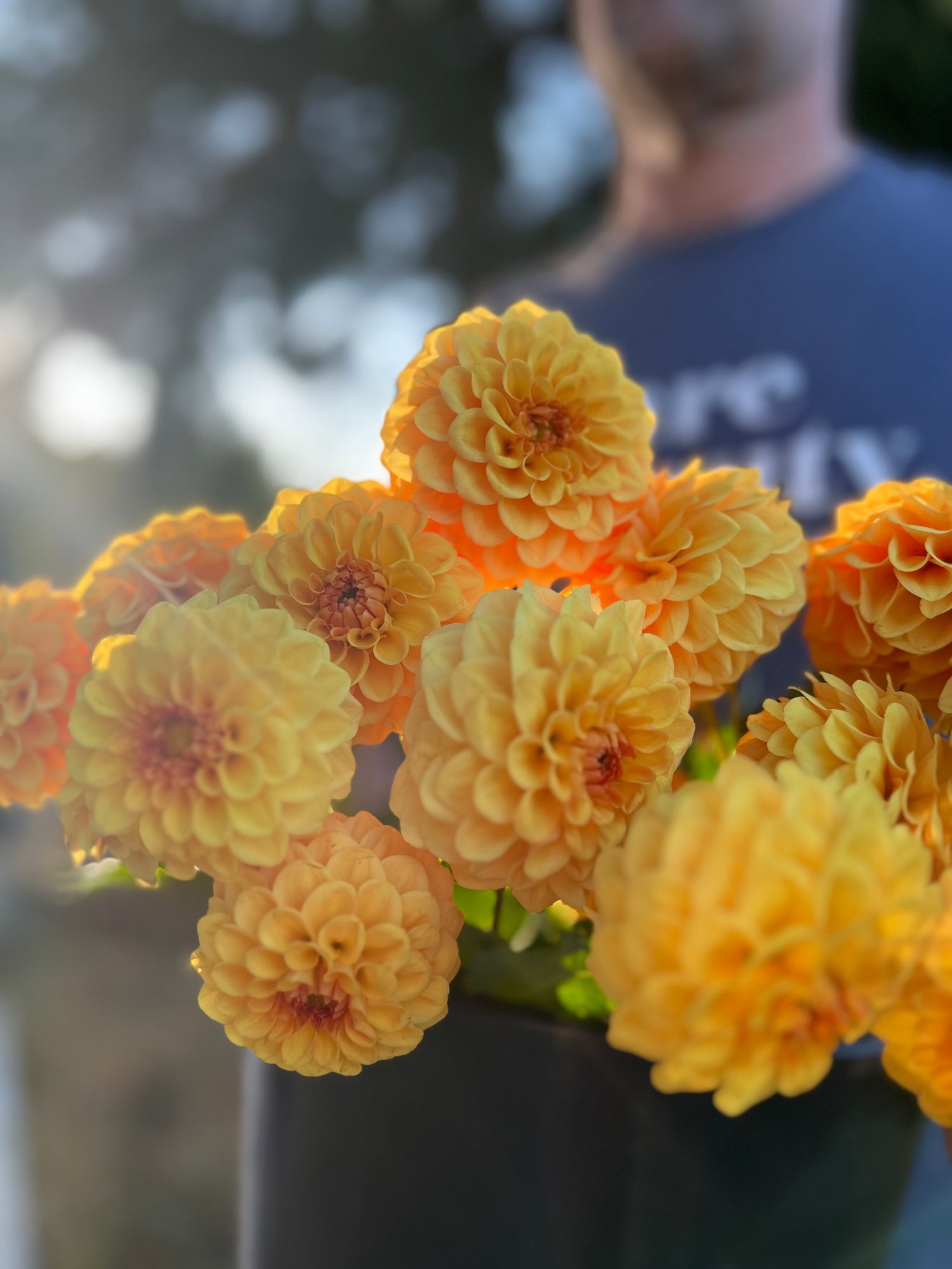 Golden Scepter Dahlia Tuber from Triple Wren Farms