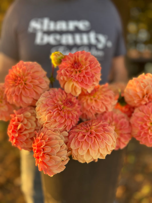 Bloomquist Constant dahlia tubers from Triple Wren Farms