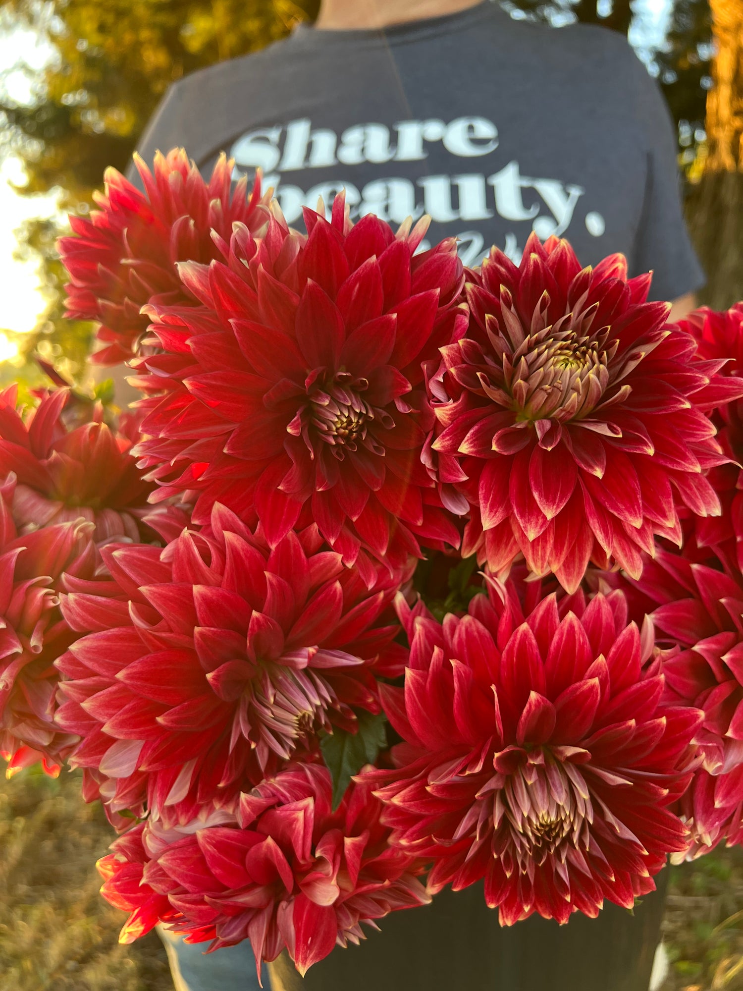 Carmine and Red and Dark Red dahlia tubers Bloomquist Christopher from Triple Wren Farms