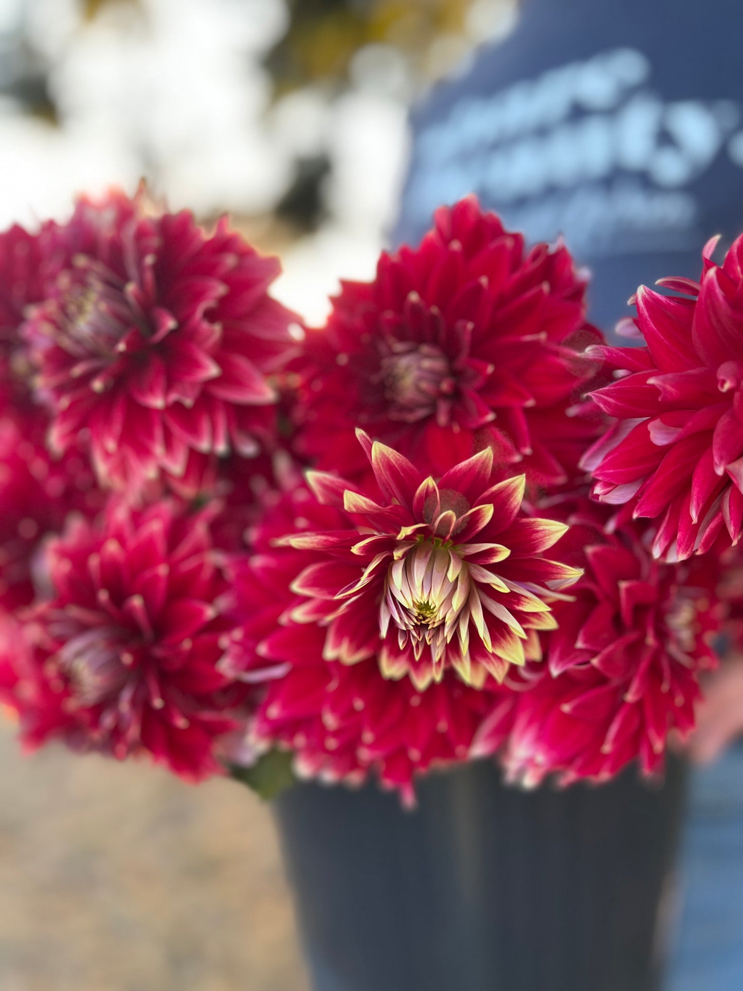 buy BLQ Christopher dahlia tubers from Triple Wren Farms for your home garden